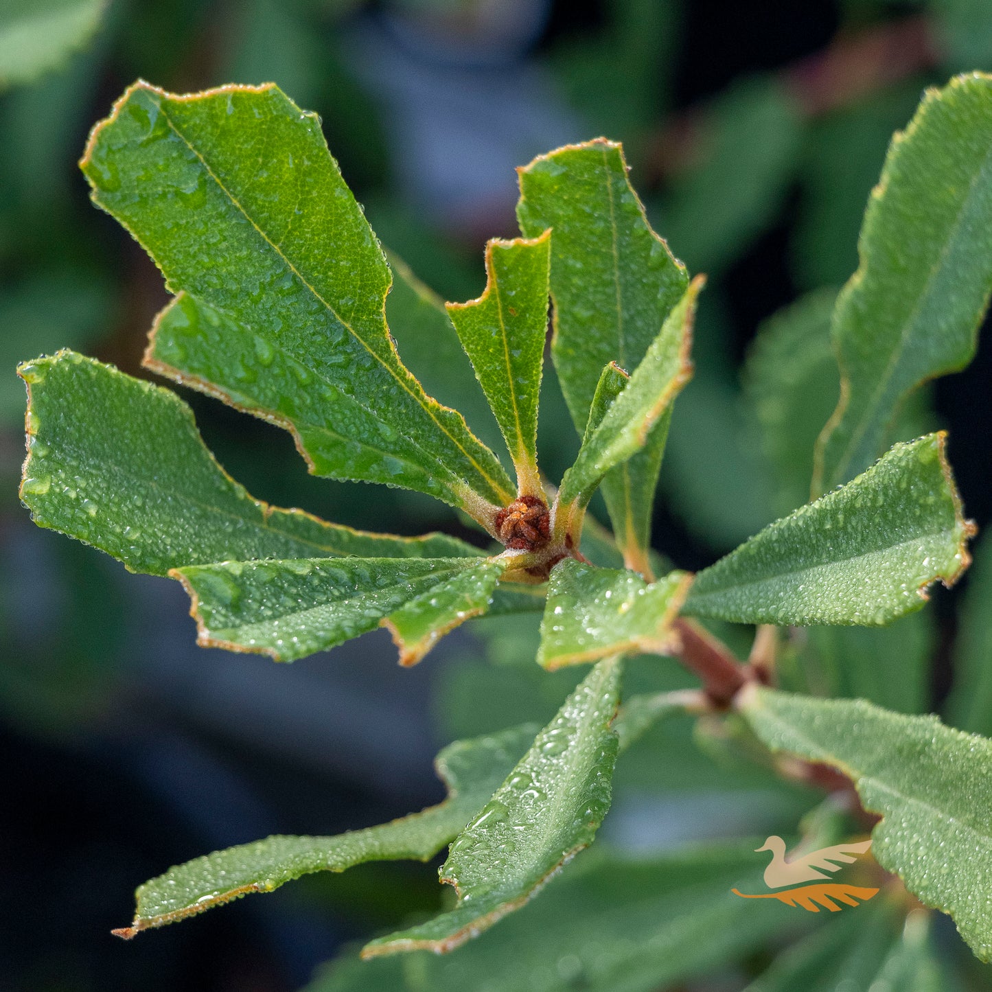 Banksia Little Pal - 20cm Pot