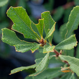 Banksia Little Pal - 20cm Pot