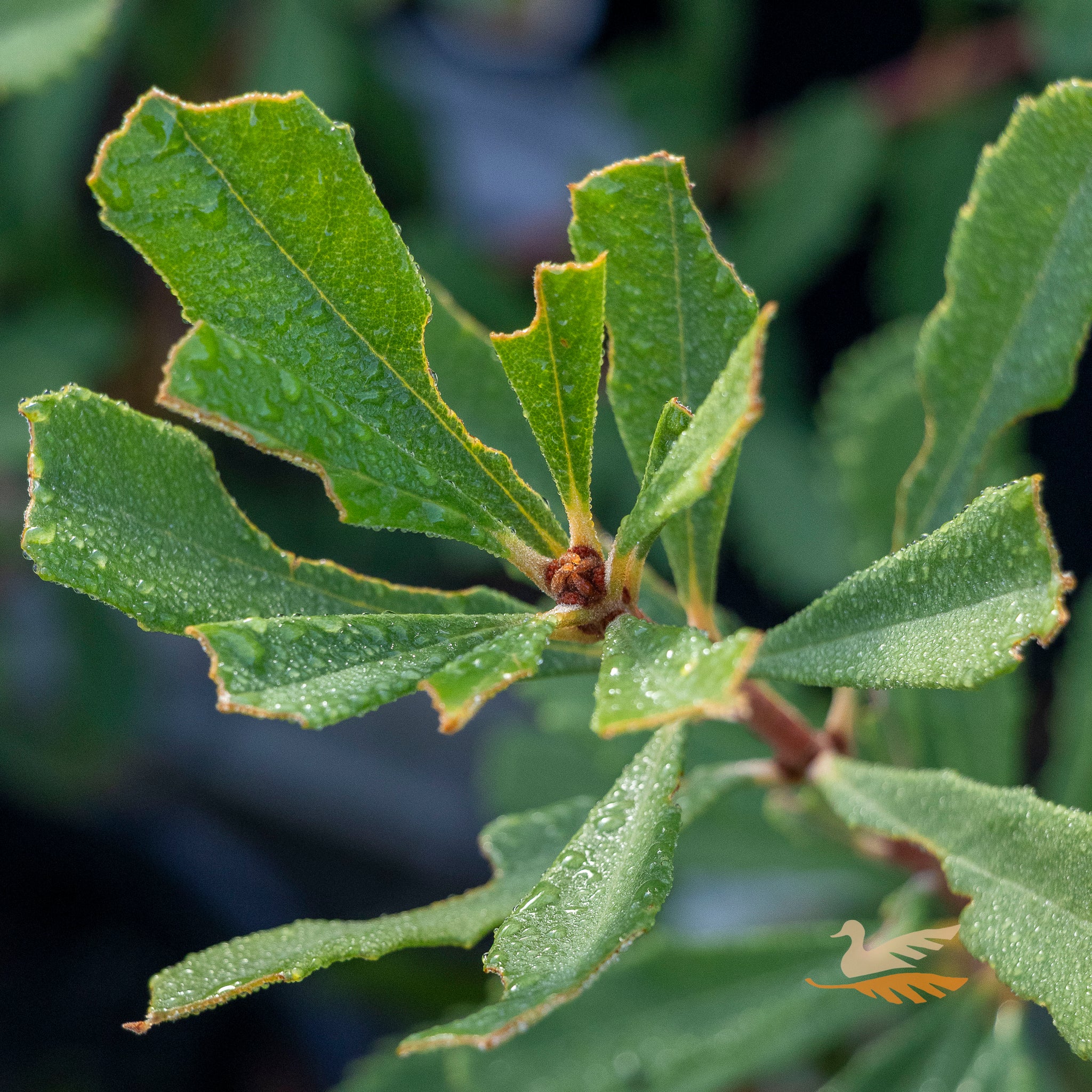 Banksia Little Pal - 20cm Pot