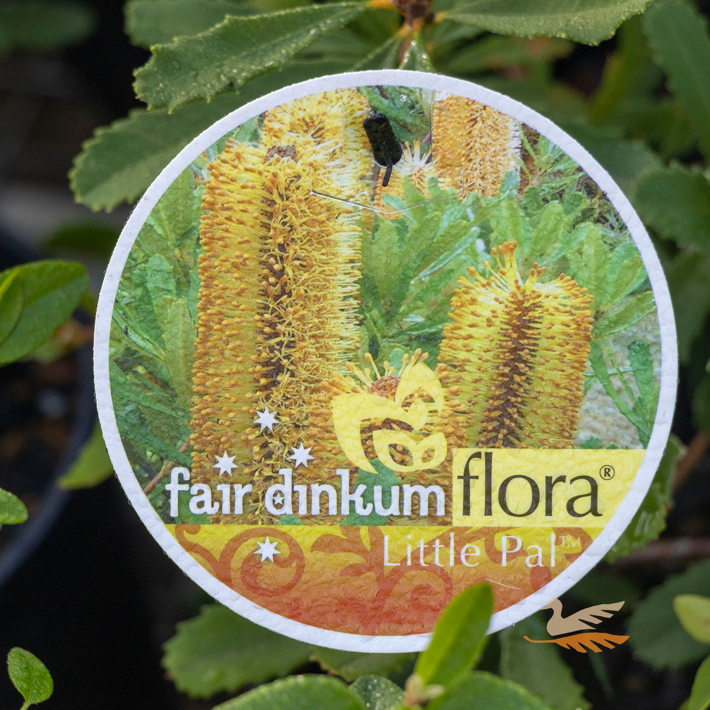 Banksia Little Pal - 20cm Pot