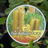 Banksia Little Pal - 20cm Pot