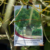 Brachychiton Queensland Bottle Tree - 20cm Pot