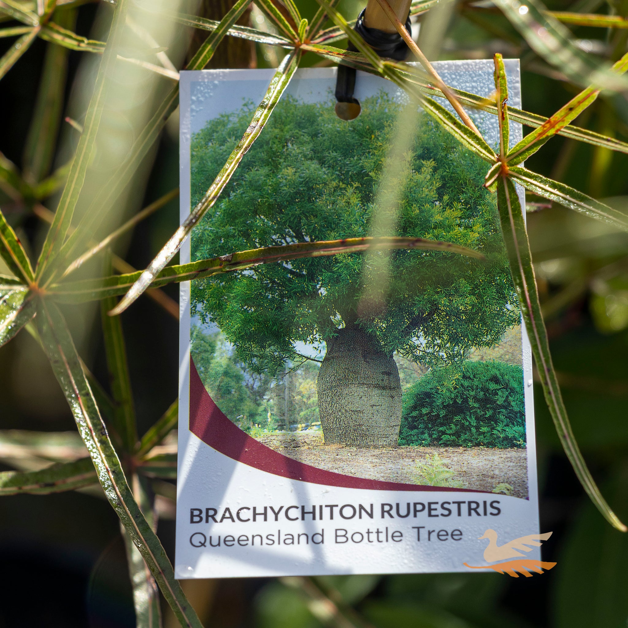 Brachychiton Queensland Bottle Tree - 20cm Pot