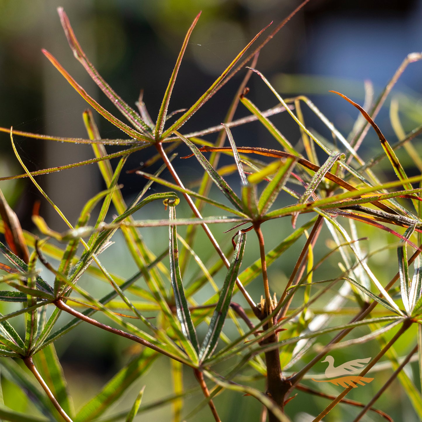 Brachychiton Queensland Bottle Tree - 20cm Pot