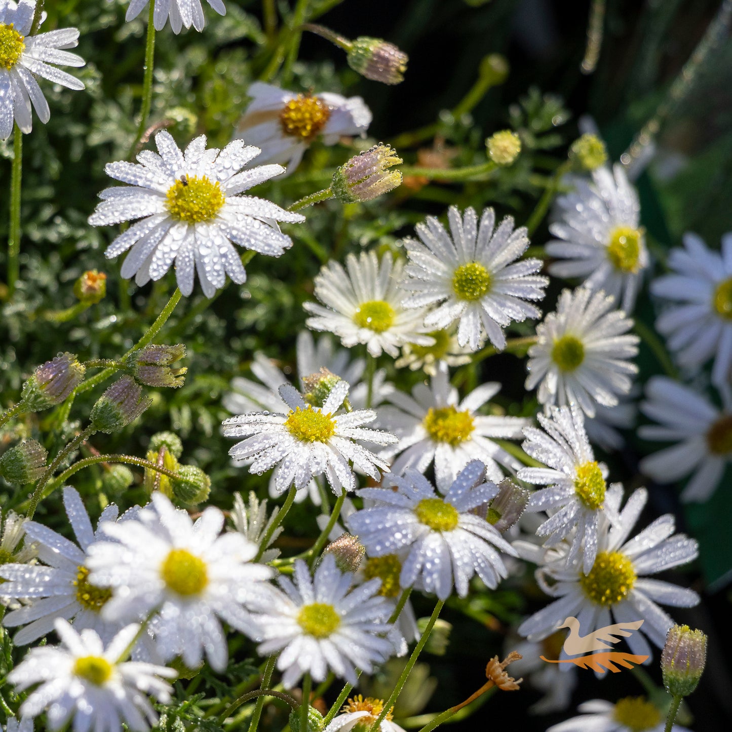 Brachyscome White Bliss - 14cm Pot
