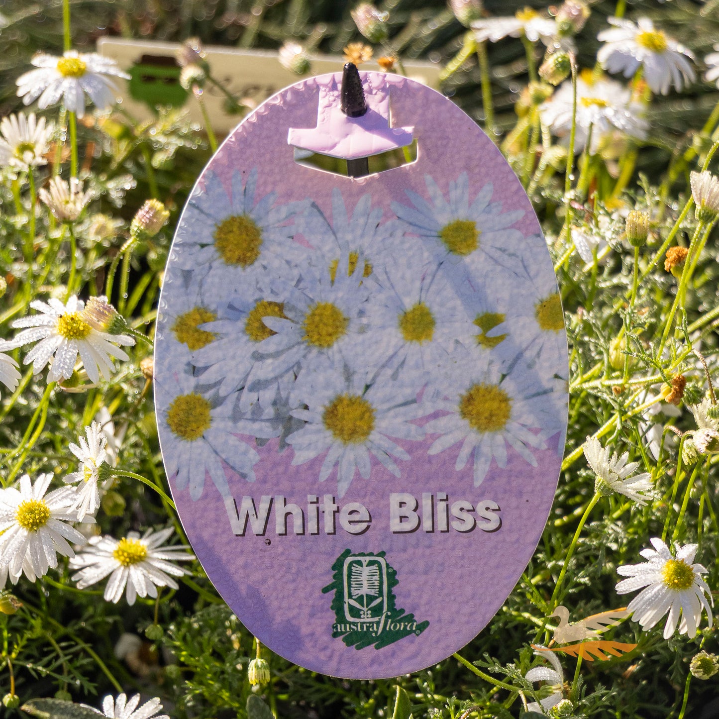 Brachyscome White Bliss - 14cm Pot