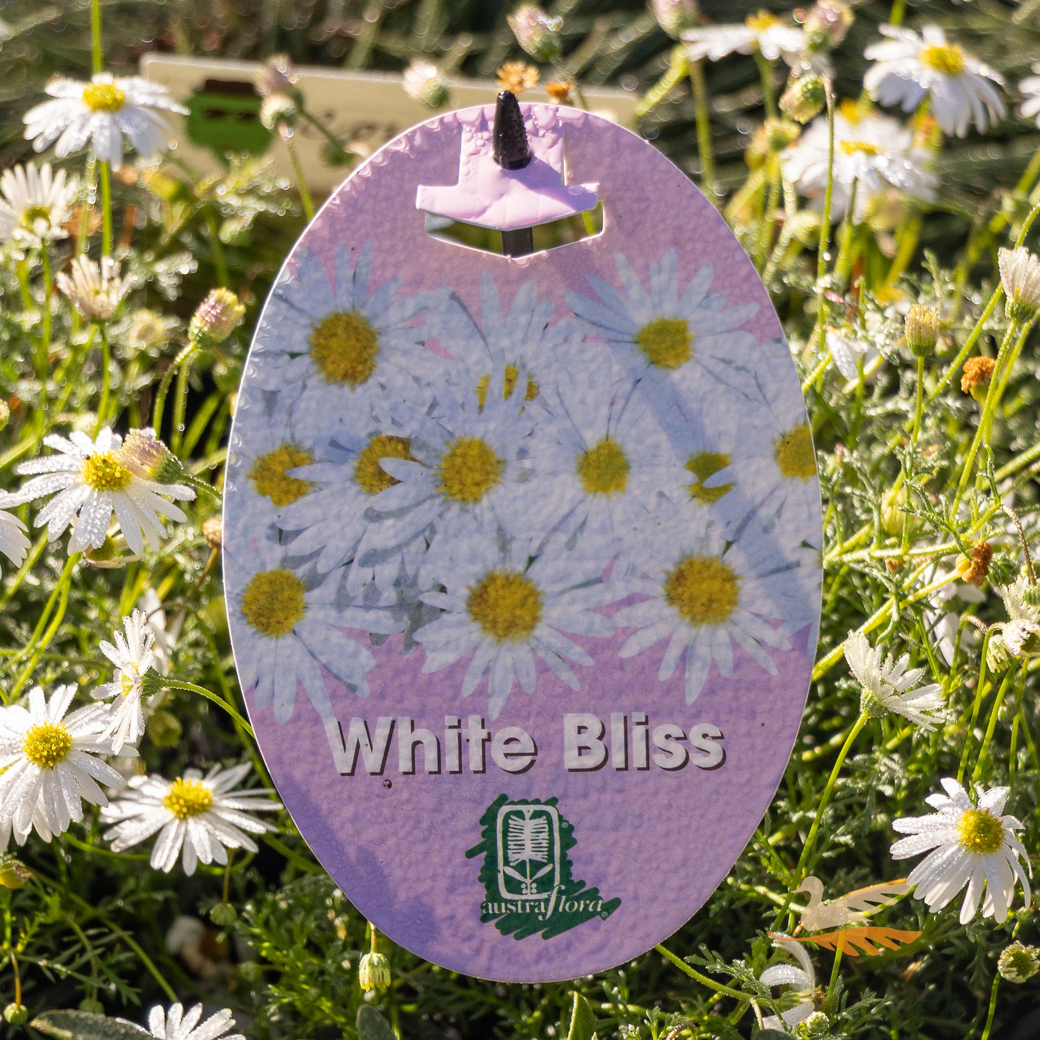 Brachyscome White Bliss - 14cm Pot
