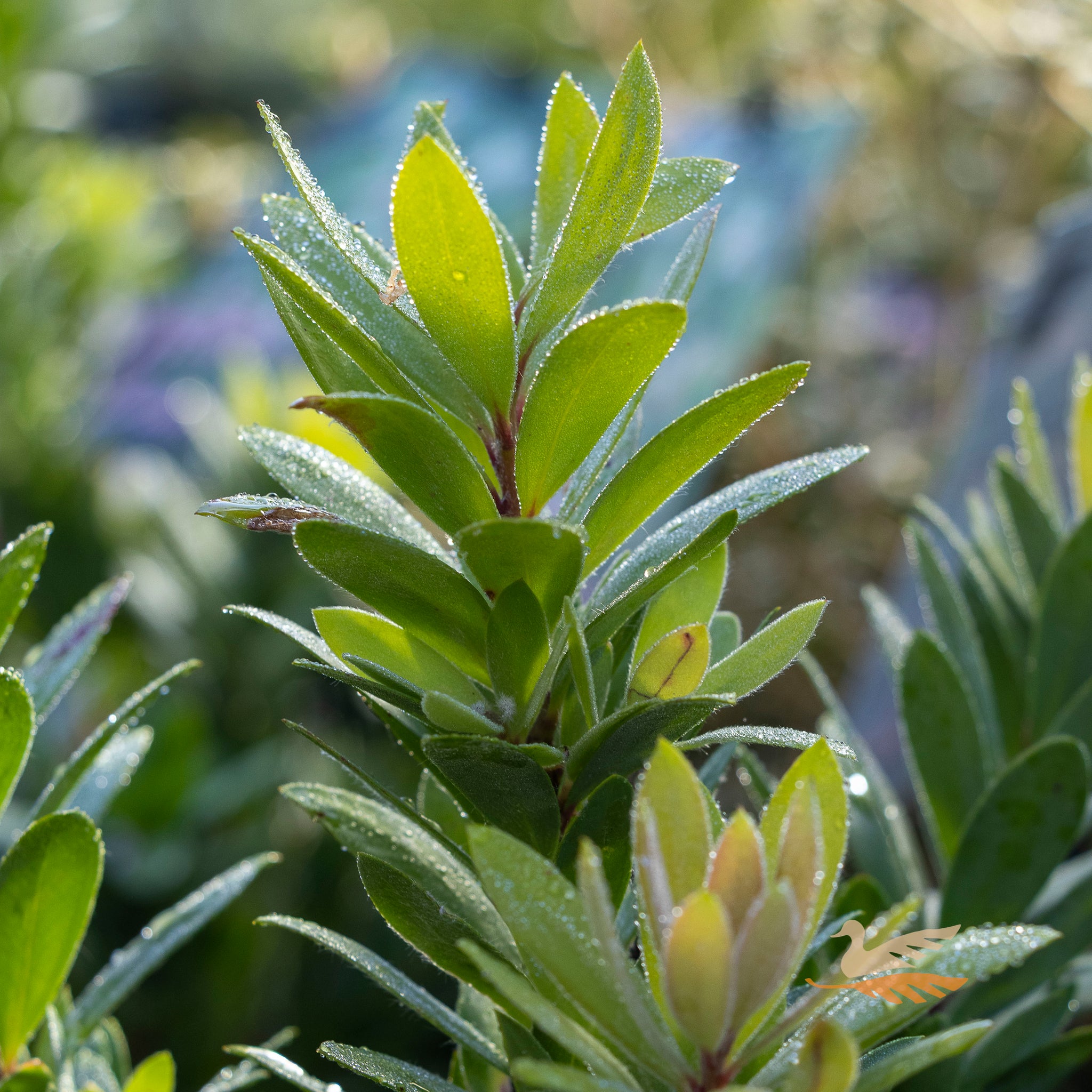 Callistemon Better John - 14cm Pot