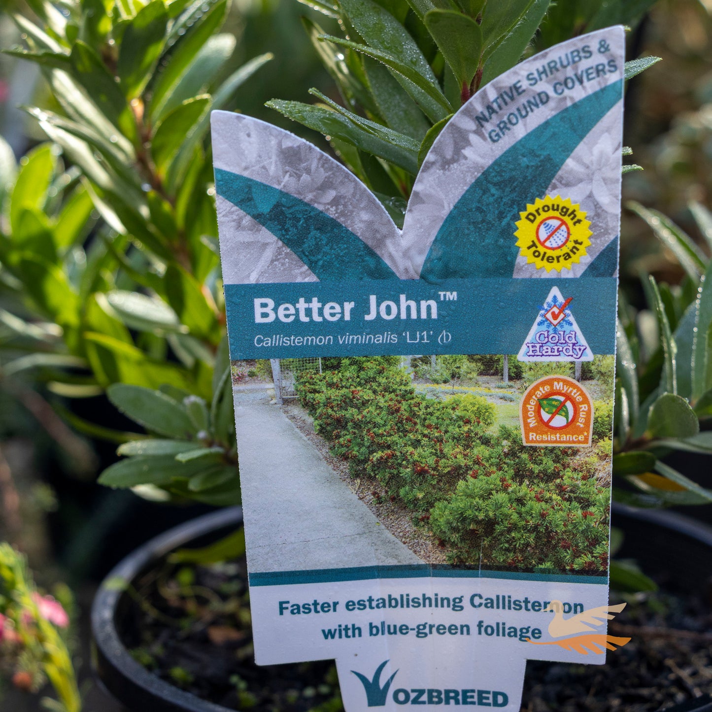 Callistemon Better John - 14cm Pot