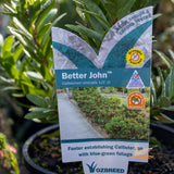 Callistemon Better John - 14cm Pot