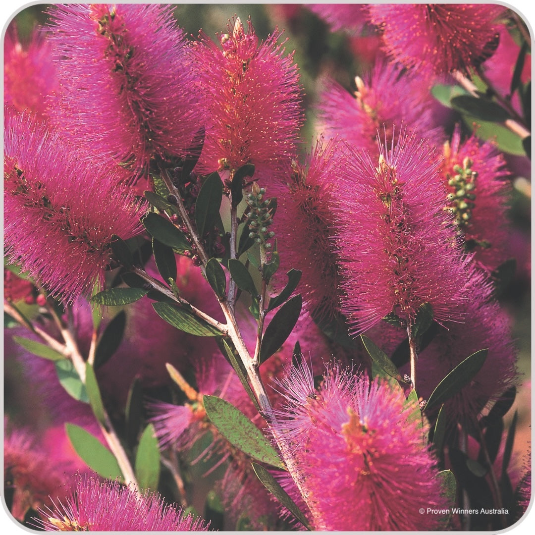 Callistemon Hot Pink - 14cm Pot