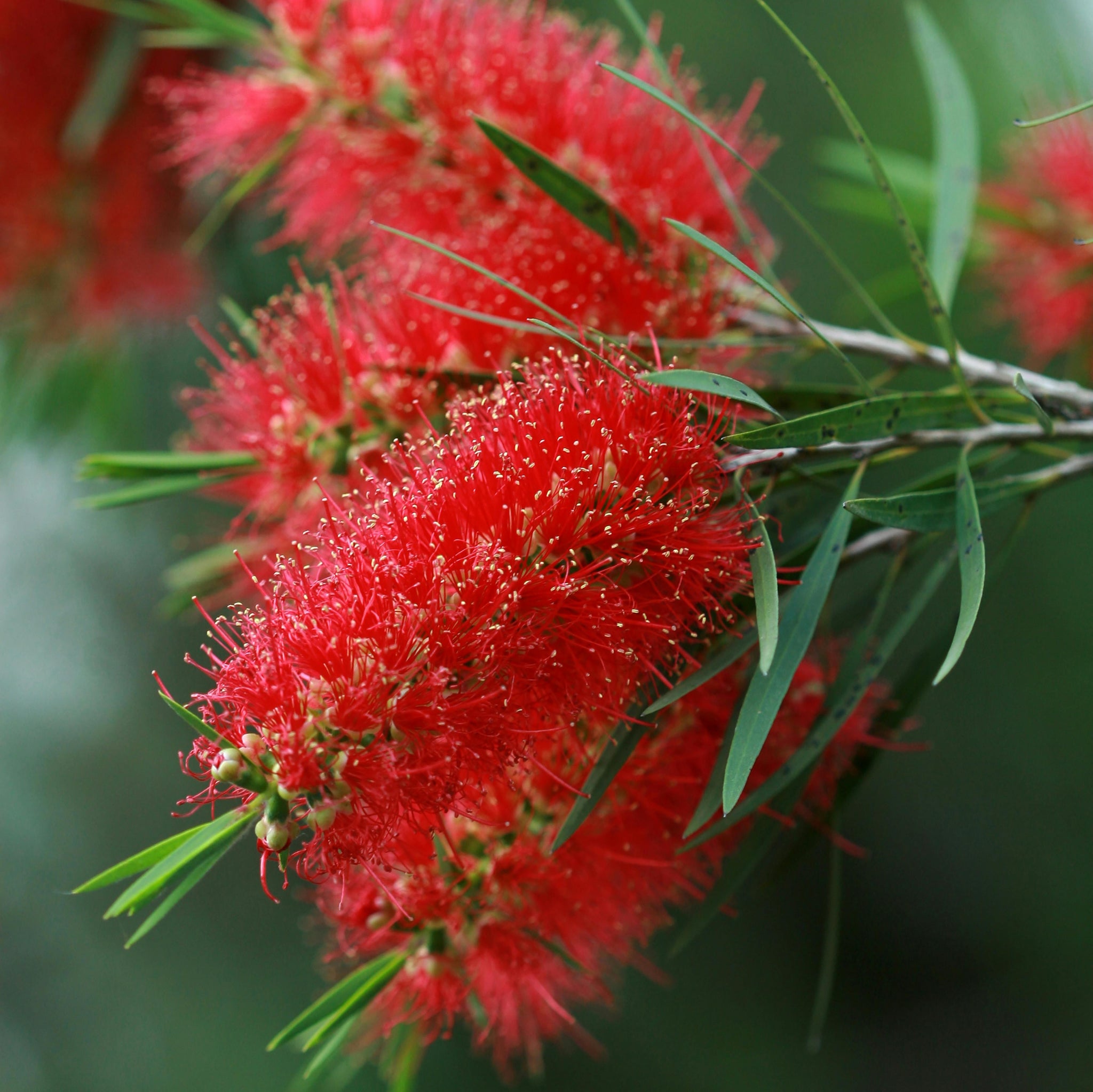 Callistemon Kings Park Special - 14cm Pot