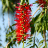 Callistemon Kings Park Special - 20cm Pot