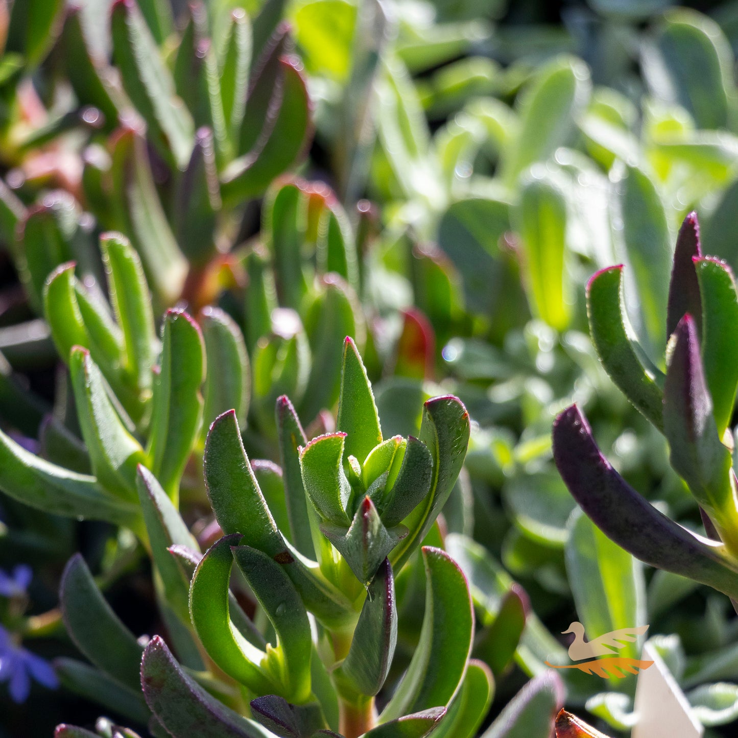 Carpobrotus Edulis Yellow - 14cm Pot