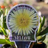 Carpobrotus Edulis Yellow - 14cm Pot