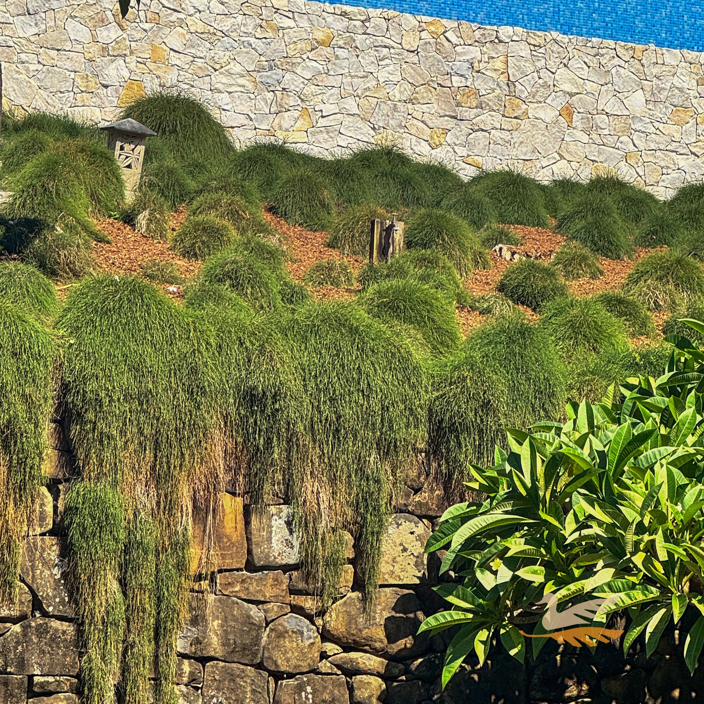 Casuarina Cousin IT - 14cm Pot