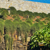 Casuarina Cousin IT - 14cm Pot