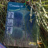 Casuarina Cousin It Standard - 40cm Pot