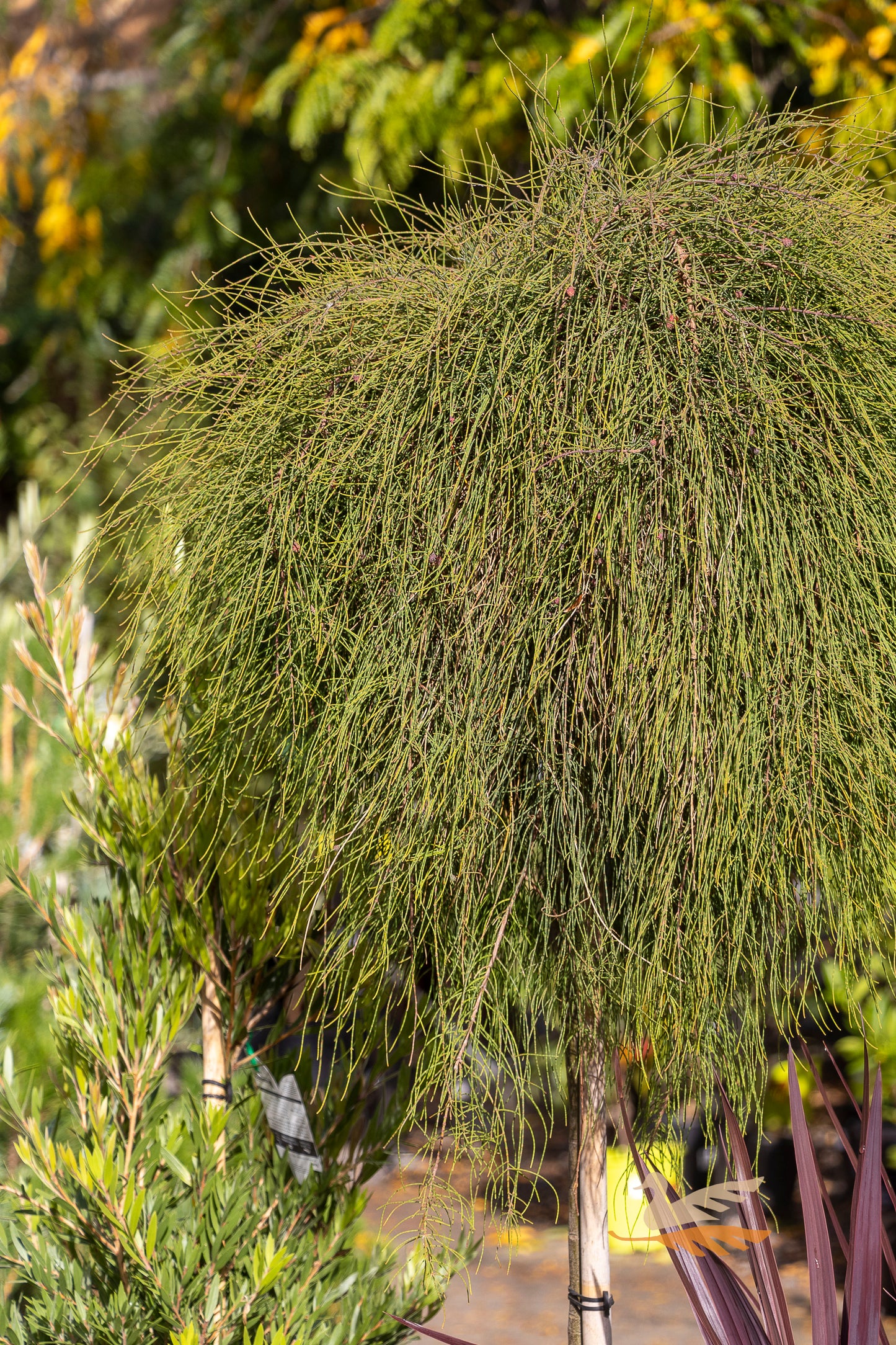 Casuarina Cousin It Standard - 40cm Pot