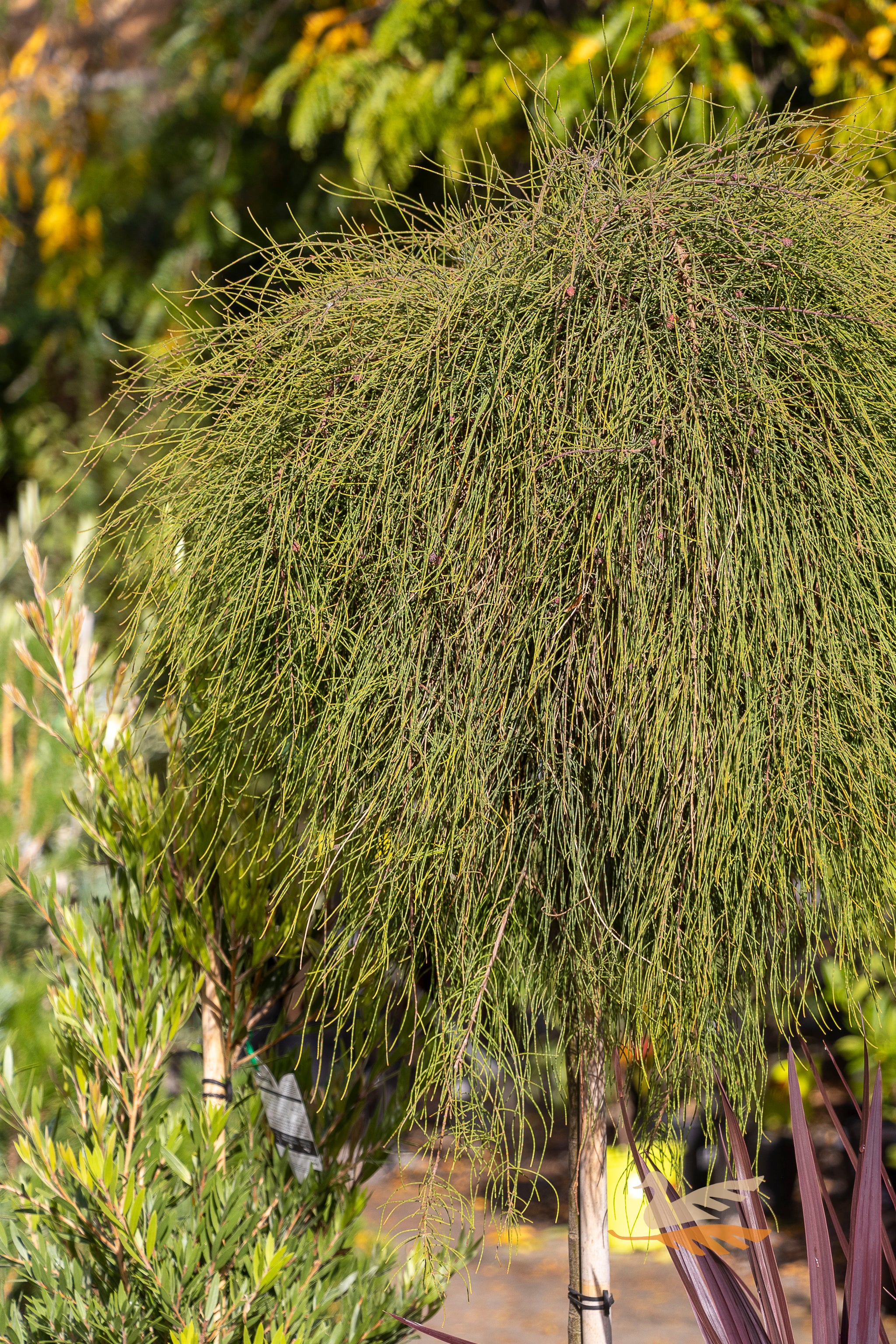 Casuarina Cousin It Standard - 40cm Pot