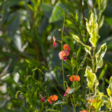 Chorizema Cordatum - 14cm Pot