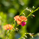 Chorizema Cordatum - 14cm Pot