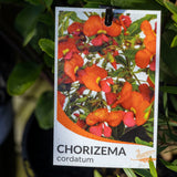 Chorizema Cordatum - 14cm Pot