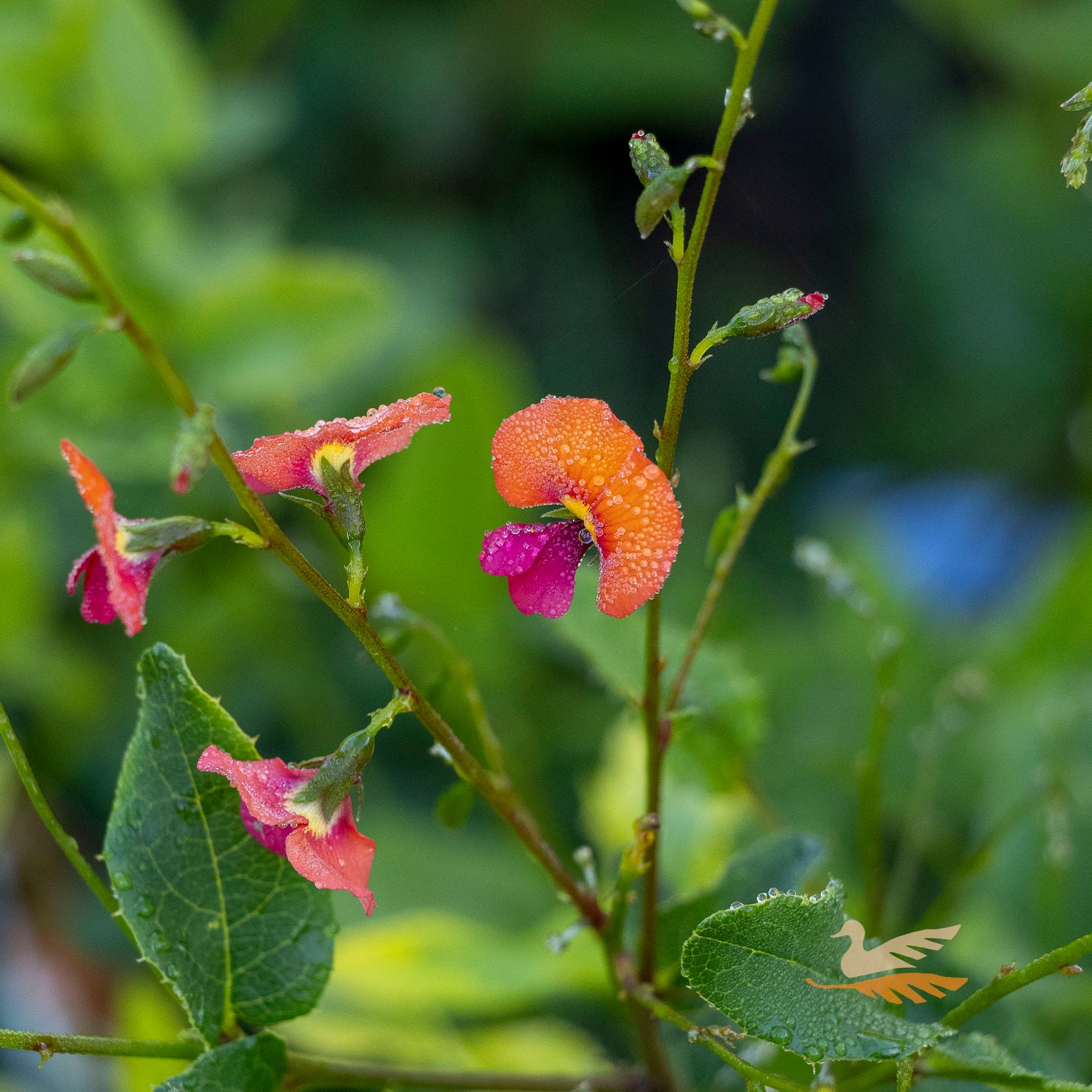 Chorizema Cordatum - 14cm Pot