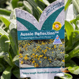 Chrysocephalum Intended Aussie Reflection - 14cm Pot
