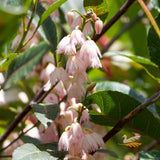 Elaeocarpus Reticulatus Blueberry Ash - 33cm Pot