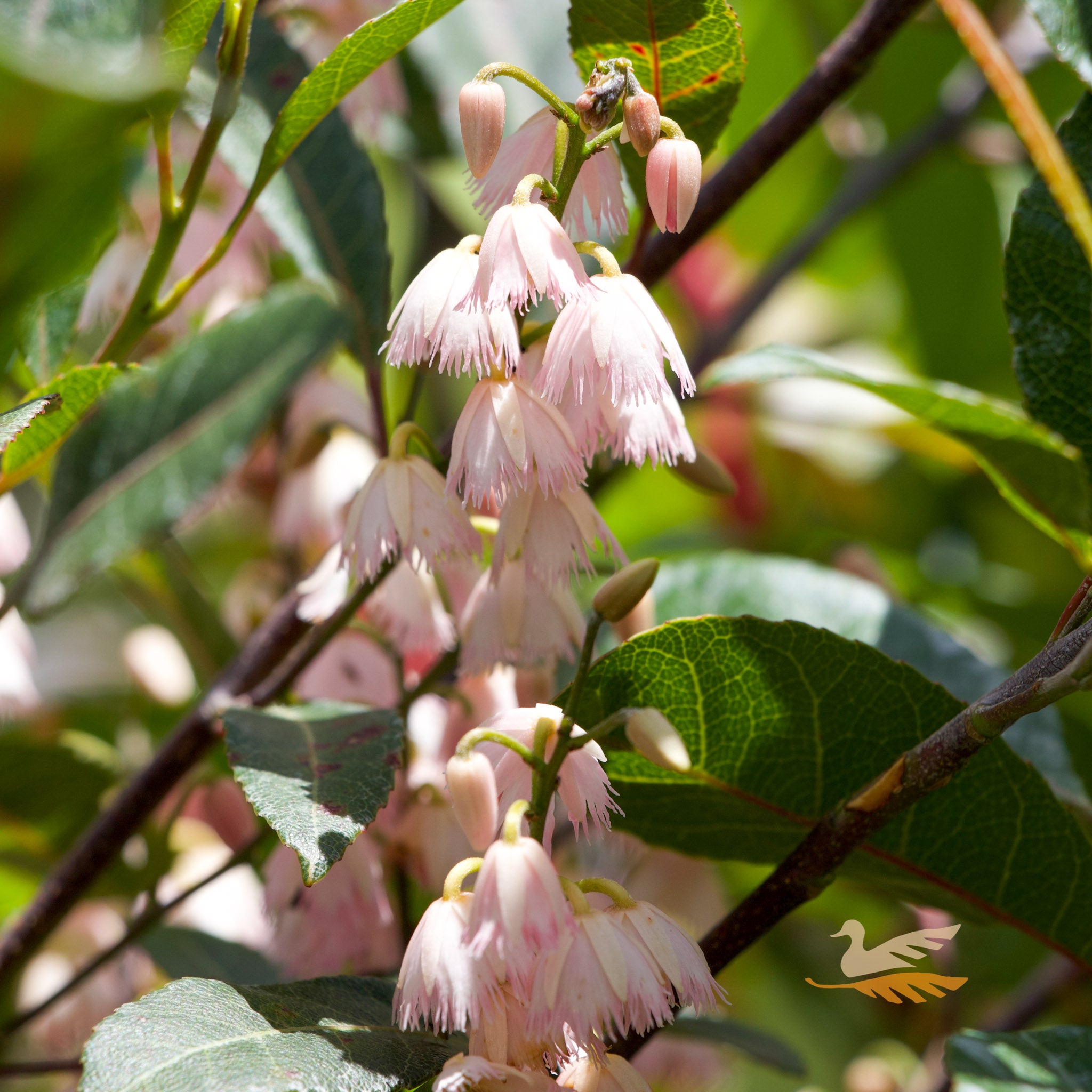 Elaeocarpus Reticulatus Blueberry Ash - 33cm Pot