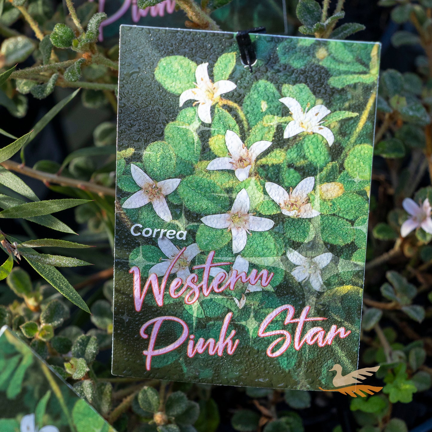 Correa Alba Western Star - 14cm Pot