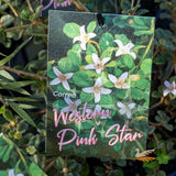 Correa Alba Western Star - 14cm Pot