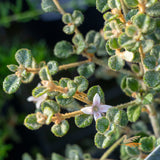 Correa Alba Western Star - 14cm Pot