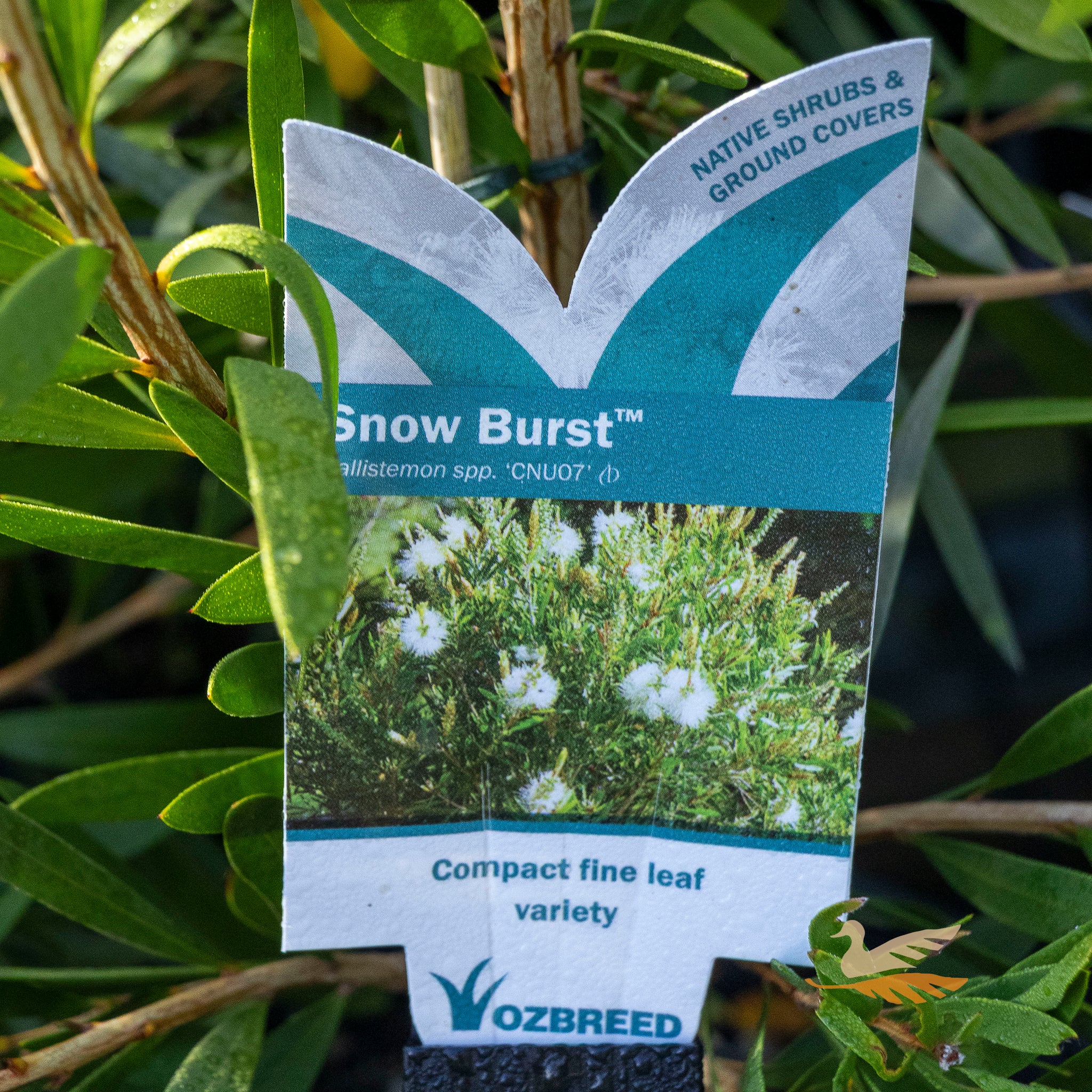 Callistemon Snow Burst - 14cm Pot