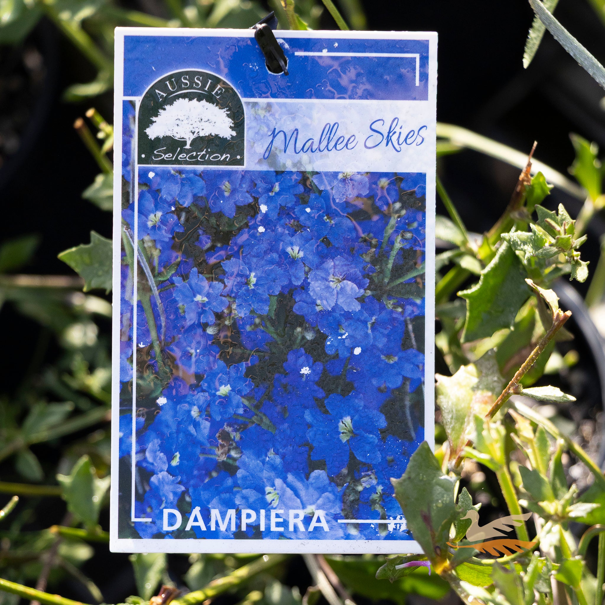 Dampiera Mallee Skies - 14cm Pot