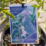 Eremophila Stirling Silver - 14cm Pot