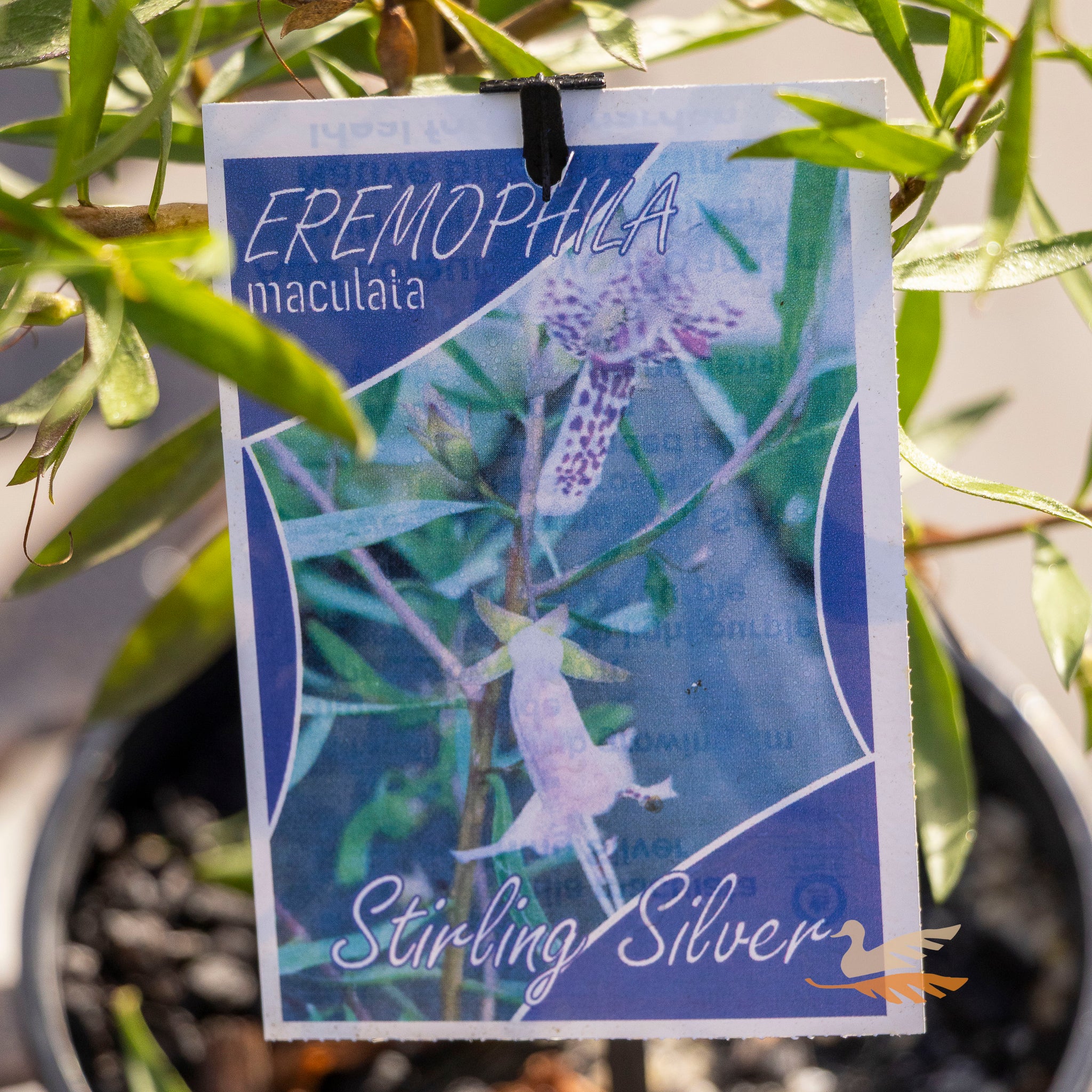 Eremophila Stirling Silver - 14cm Pot