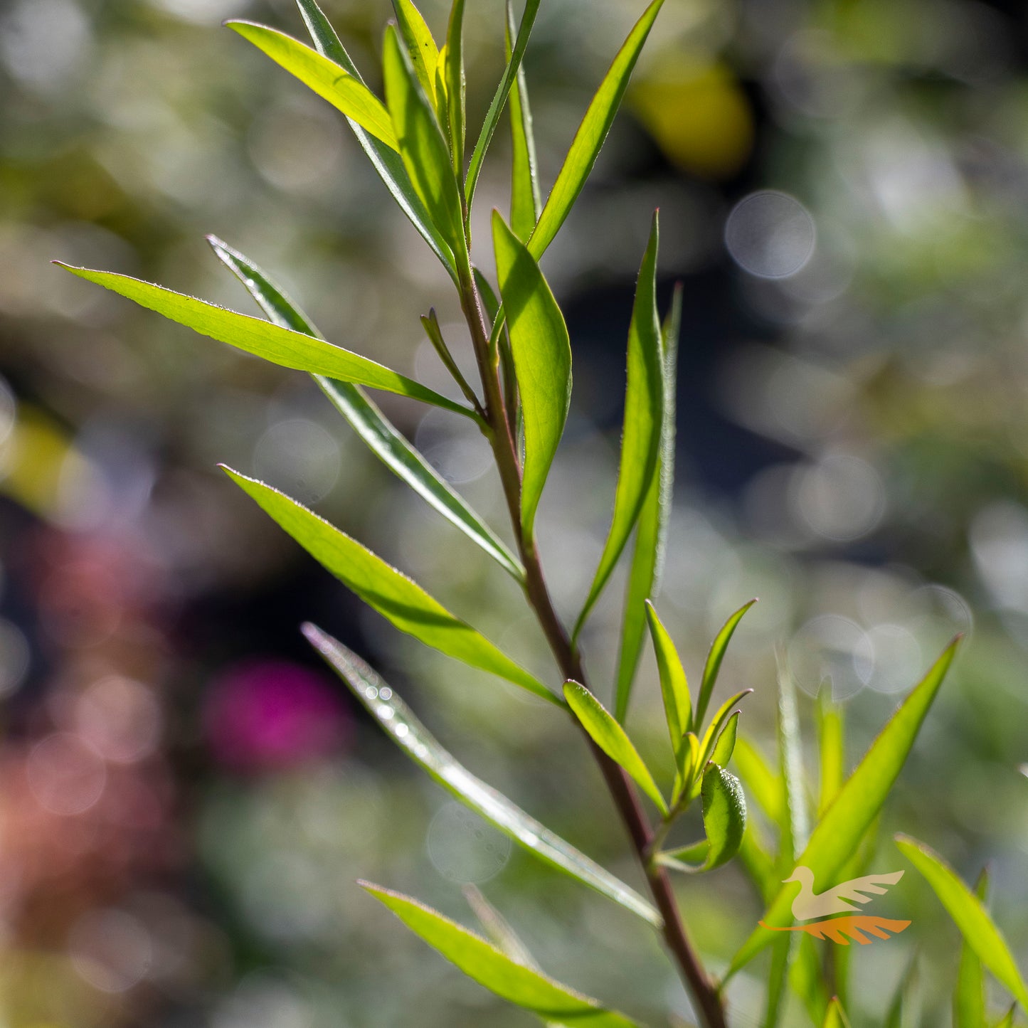 Eremophila Stirling Silver - 14cm Pot