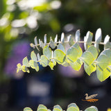 Eucalyptus Baby Blue - 14cm Pot