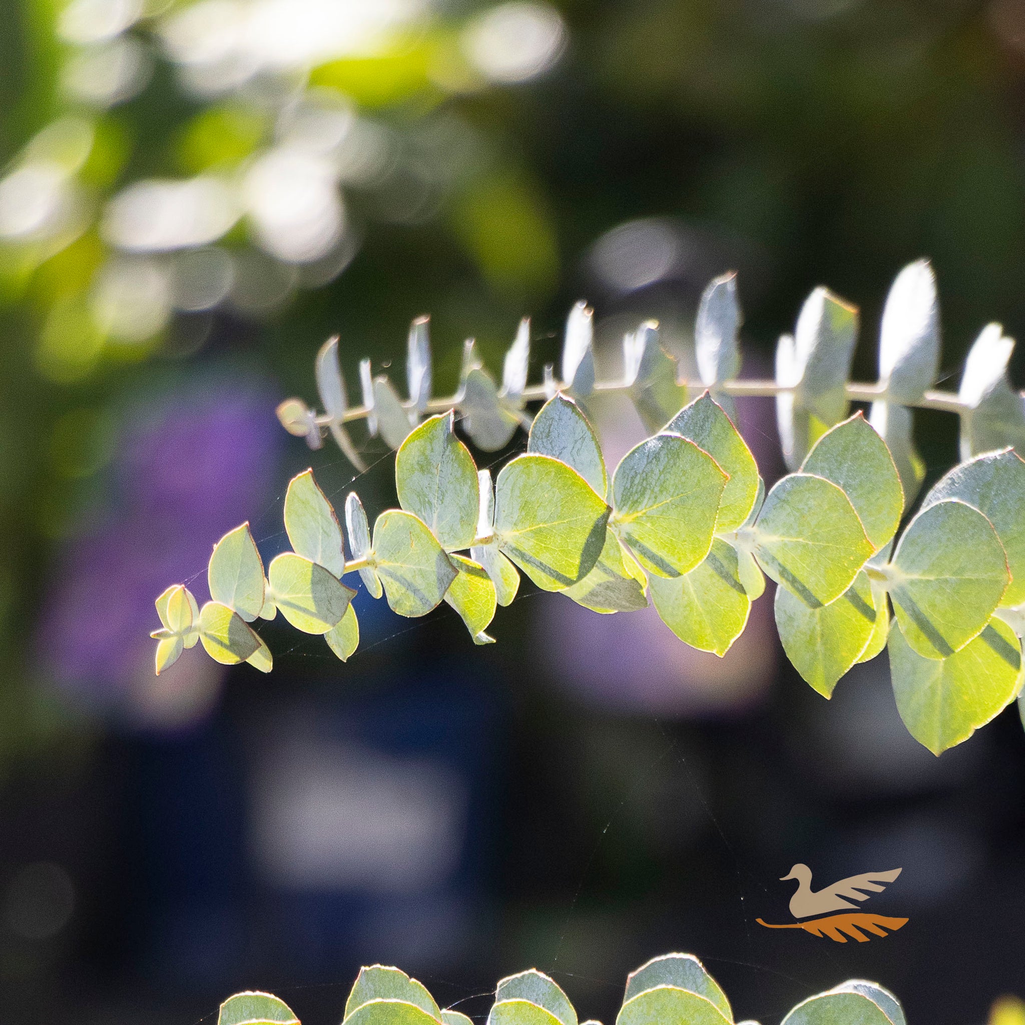 Eucalyptus Baby Blue - 14cm Pot