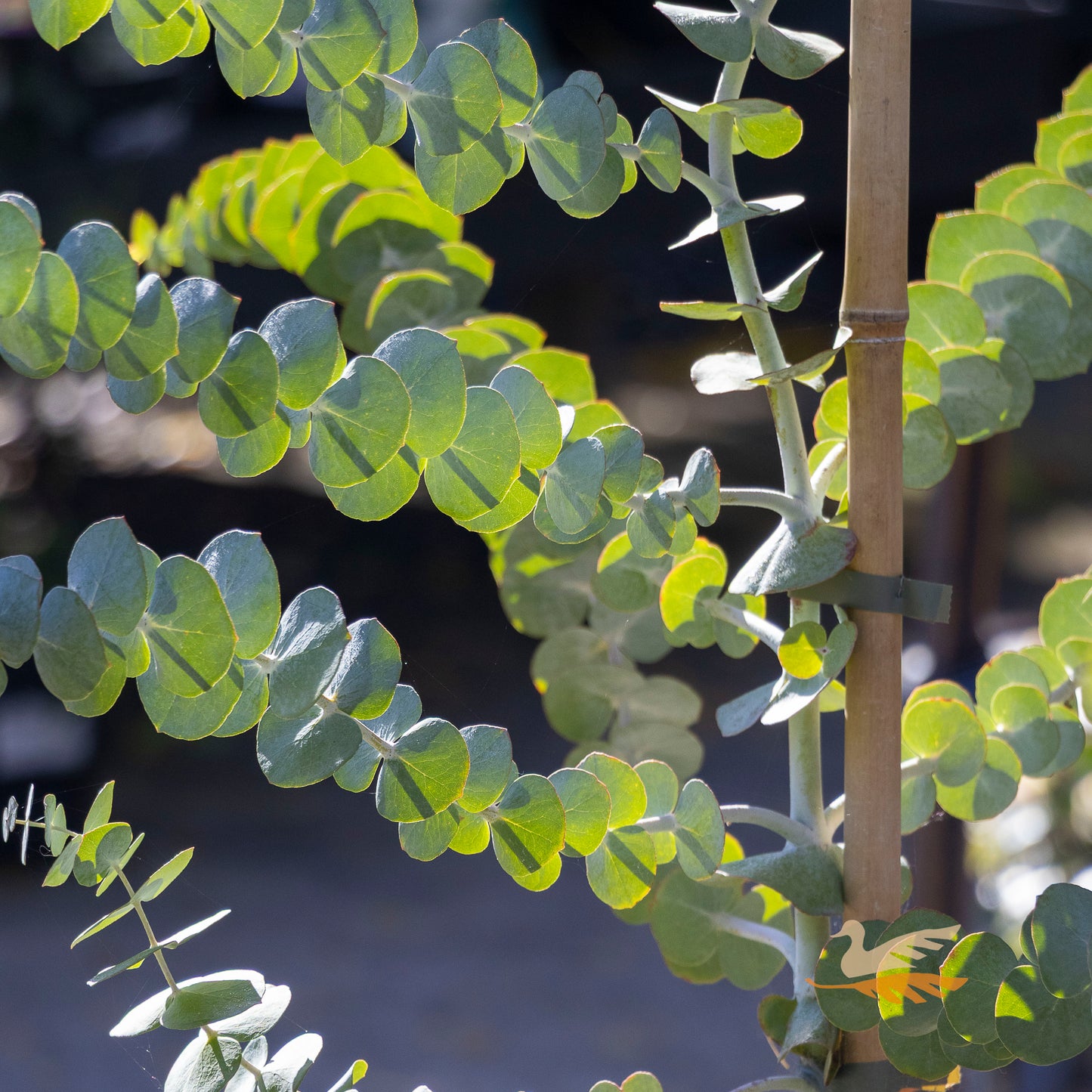 Eucalyptus Baby Blue - 20cm Pot