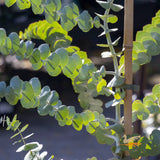 Eucalyptus Baby Blue - 20cm Pot