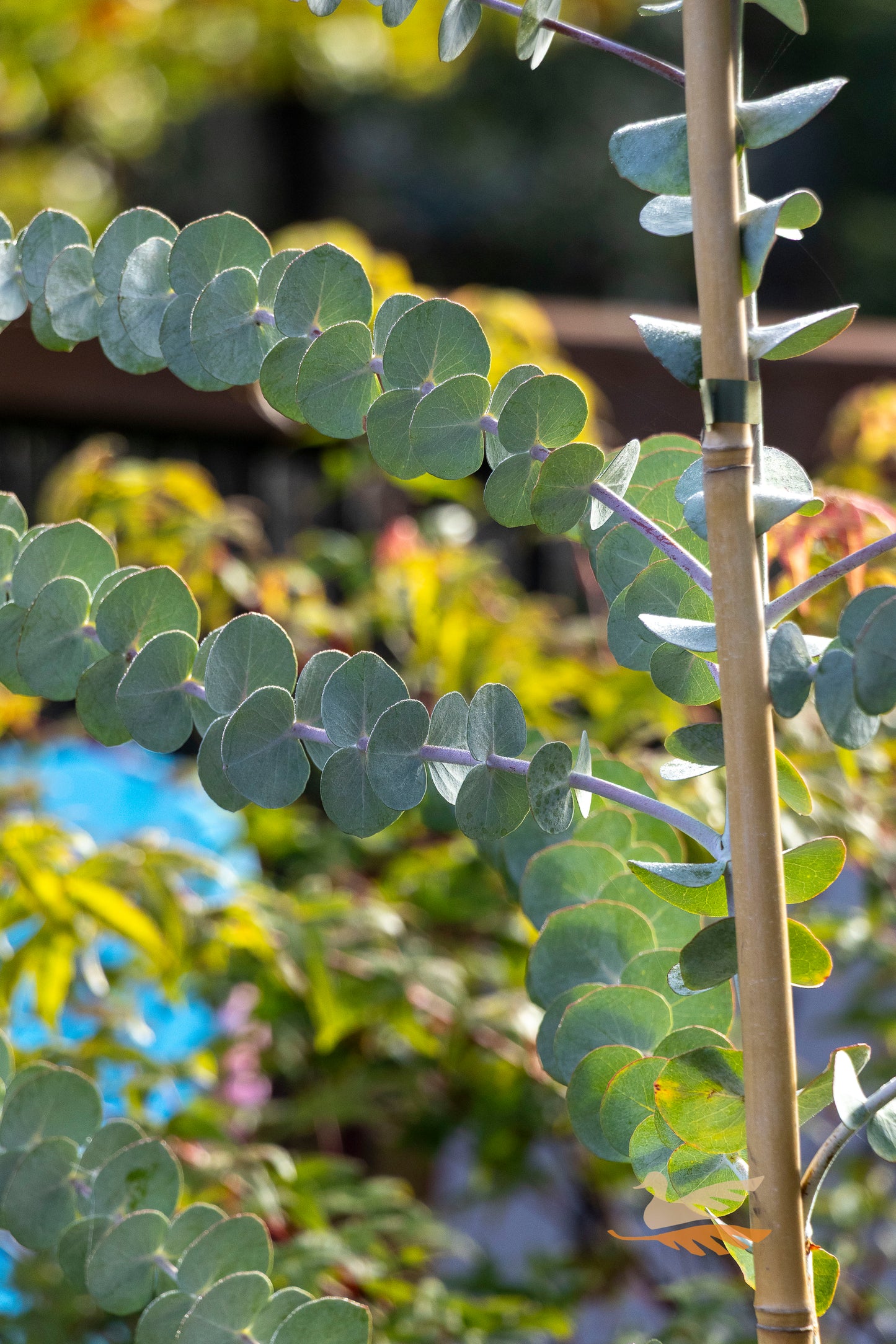 Eucalyptus Baby Blue - 20cm Pot