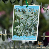 Eucalyptus Baby Blue - 14cm Pot