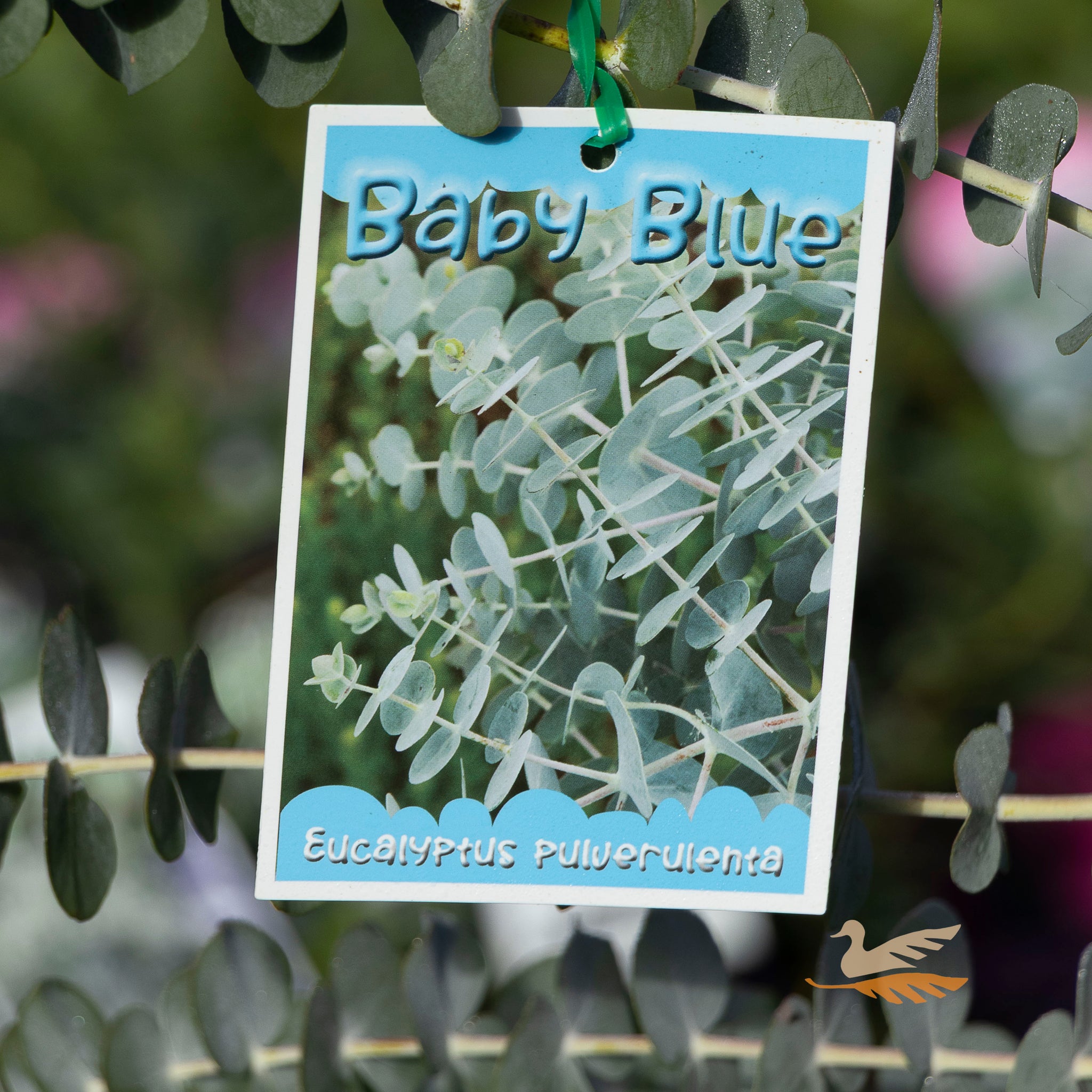 Eucalyptus Baby Blue - 14cm Pot