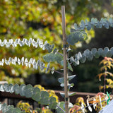 Eucalyptus Baby Blue - 25cm Pot
