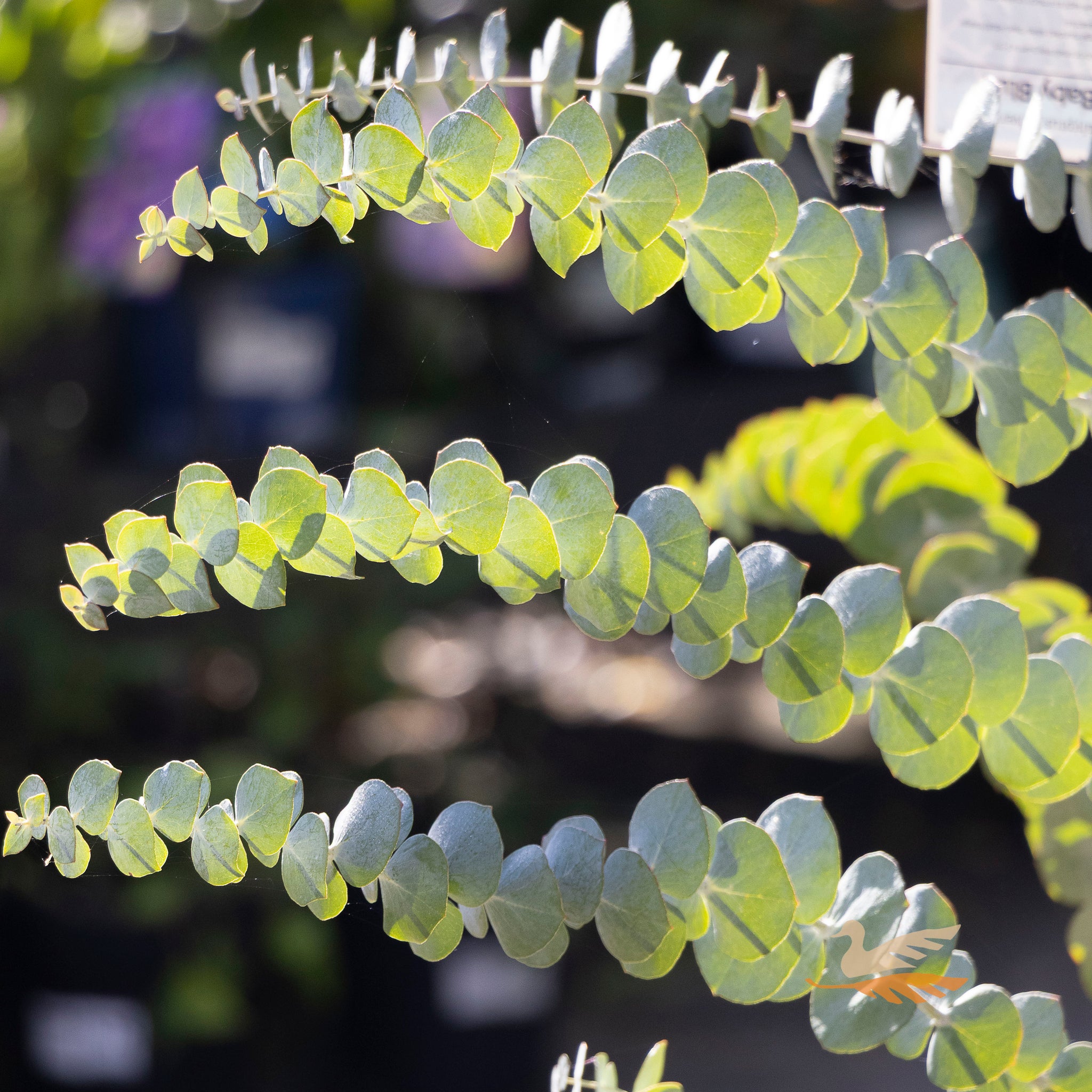 Eucalyptus Baby Blue - 25cm Pot