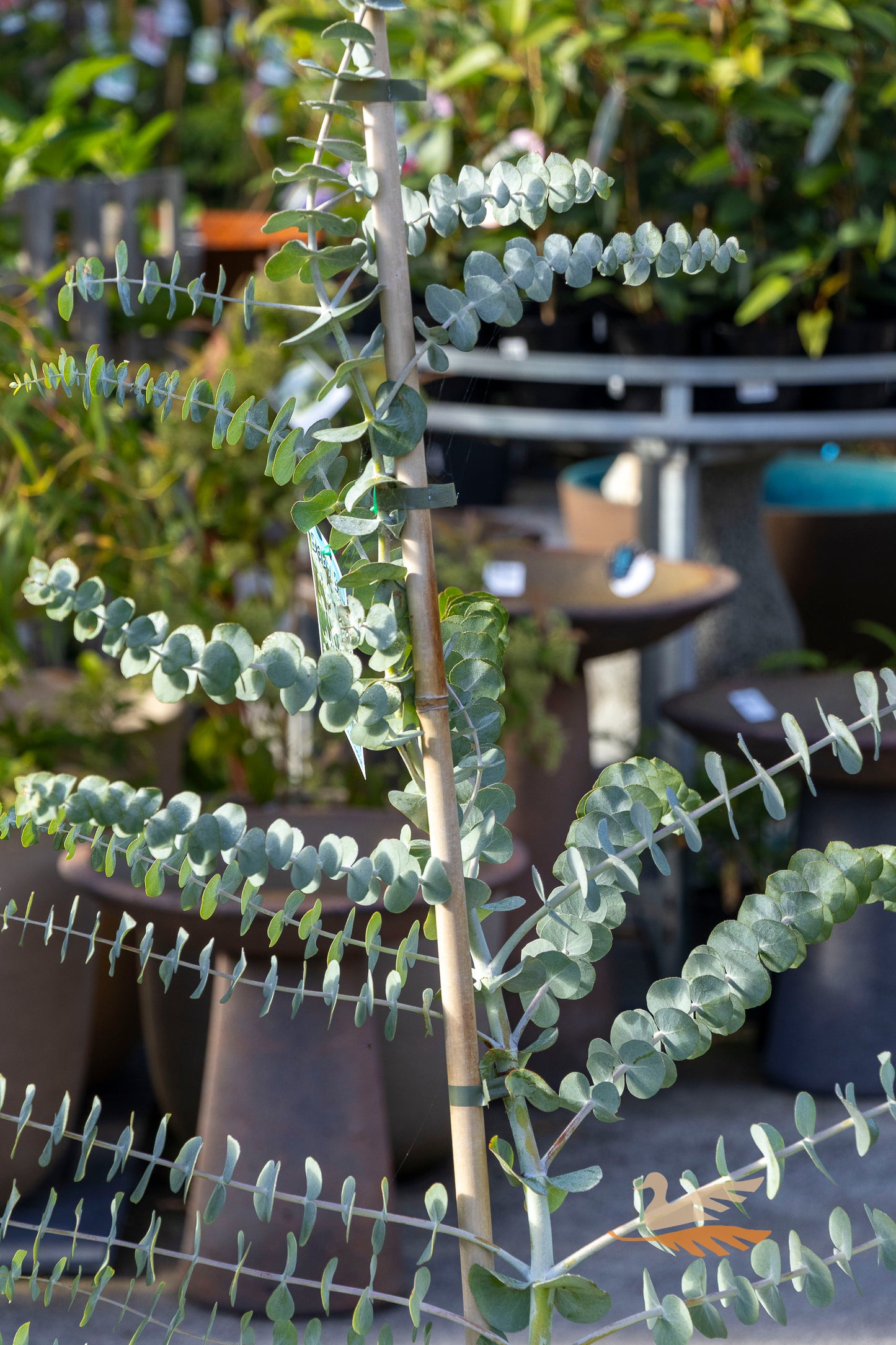 Eucalyptus Baby Blue - 25cm Pot