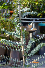 Eucalyptus Baby Blue - 25cm Pot